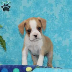 Buddy, Boston Terrier Mix Puppy